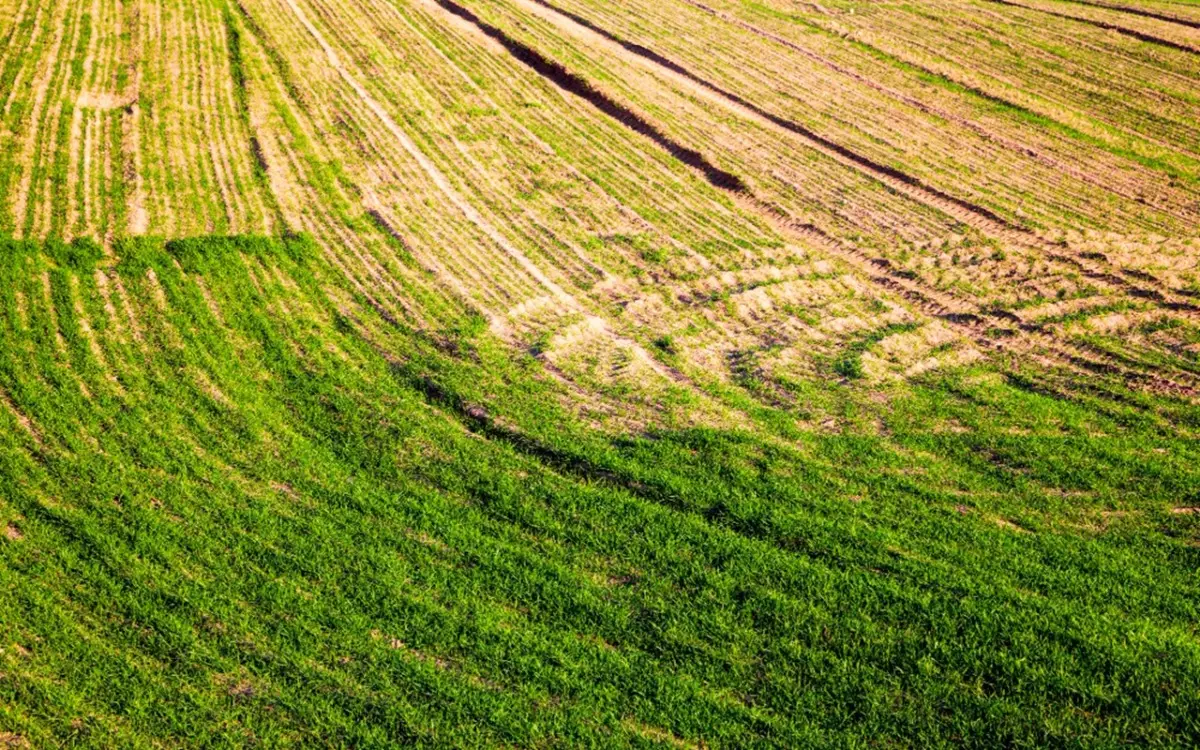L’erba non cresce in quel punto del giardino? Ecco le soluzioni alternative splendide e senza manutenzione