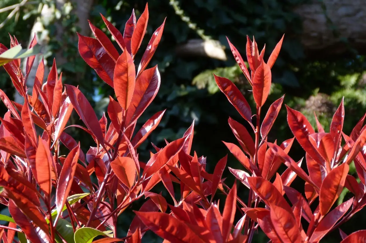 Stai piantando la photinia? Ecco quanto cresce davvero in un anno (la verità ti sorprenderà)