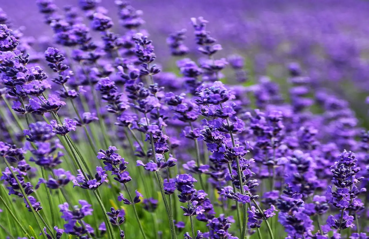 Il trucco per far fiorire la lavanda tutta l’estate (e cosa non fare mai con lei)