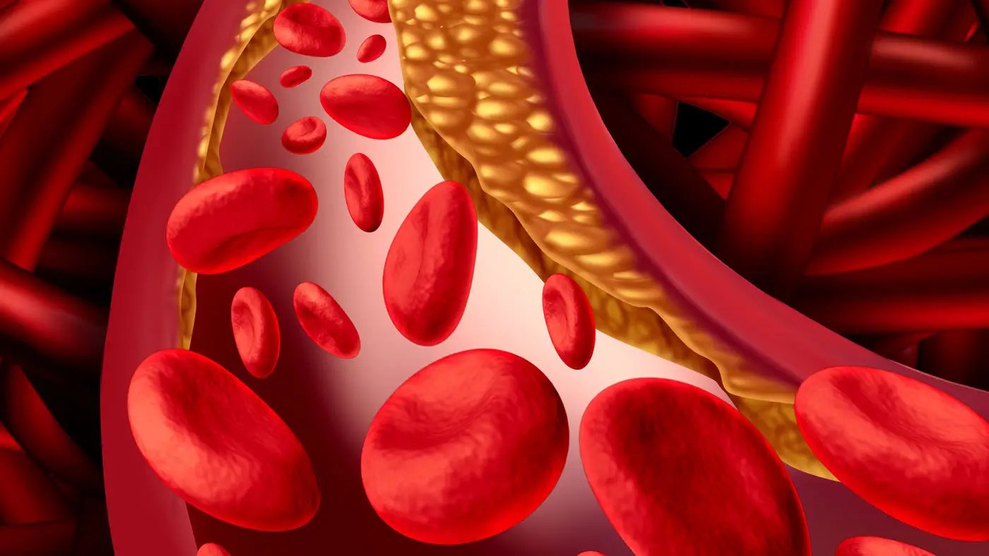 Quali sono le 4 funzioni dell’apparato circolatorio? La numero 3 ti stupirà