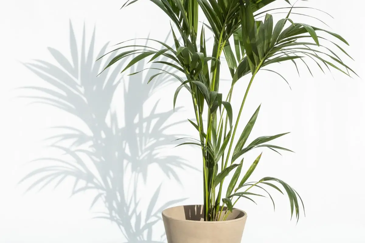 Metti questa pianta in casa: secondo la tradizione attira l’amore e rinnova la passione